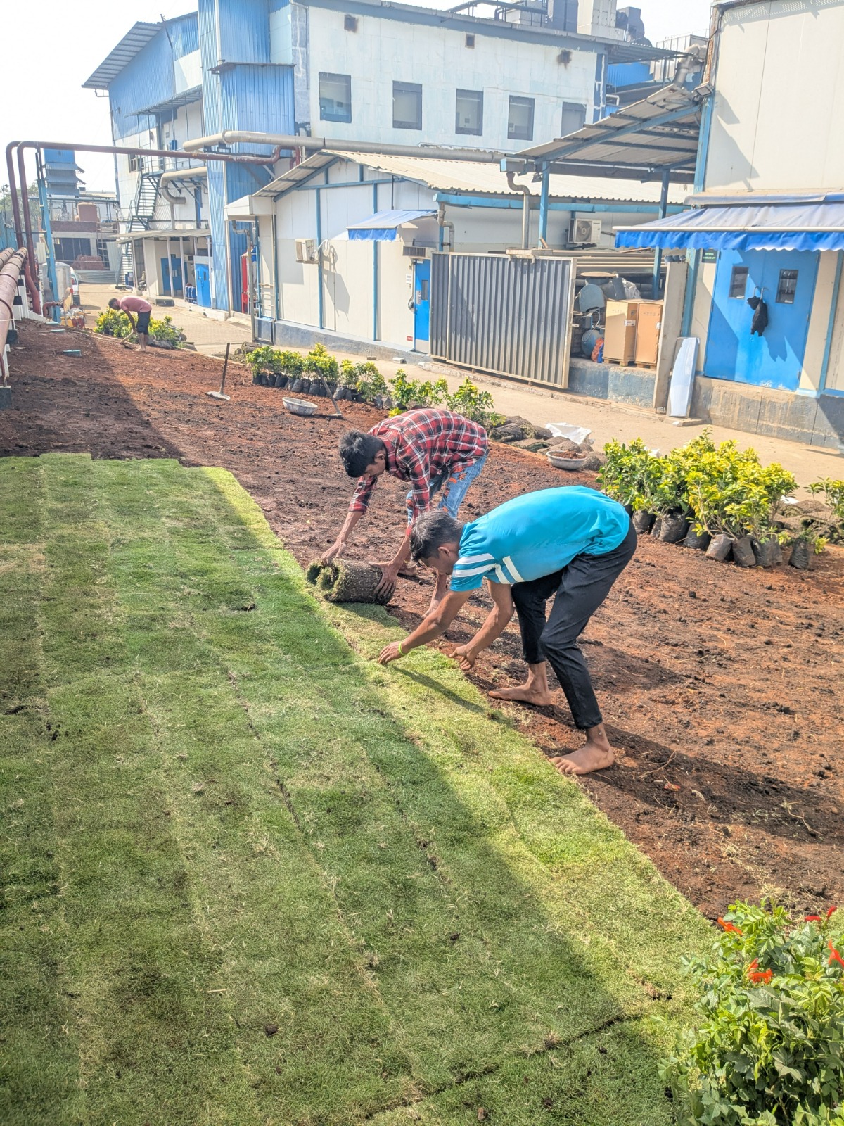Natural Turf Installation Progress